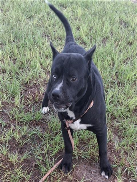 Photo of Falkor, adoptable Labrador Retriever in Ocala, Florida