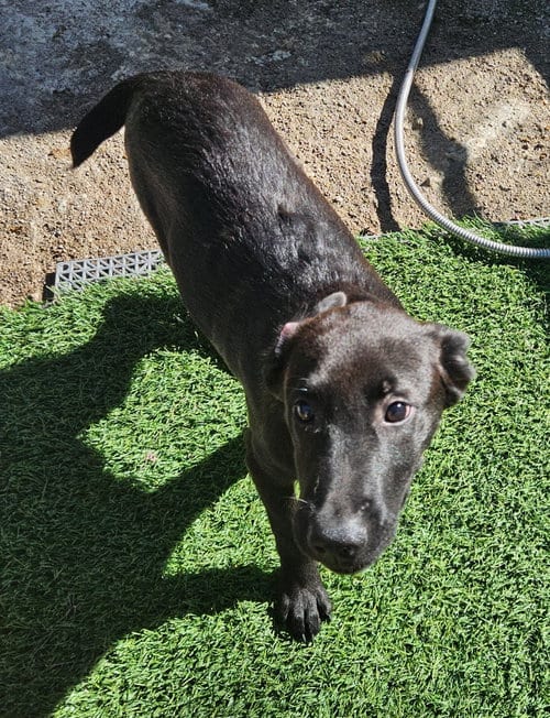 Photo of Raff, adoptable Labrador Retriever in Tracy City, Tennessee