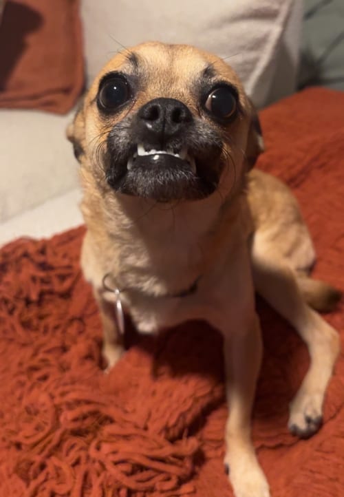 Photo of Chico Meeko, adoptable Chihuahua in Osteen, Florida