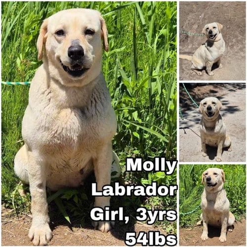 Photo of Molly from Korea, adoptable Labrador Retriever in Federal Way, Washington