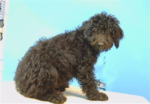 Photo of A5804271, adoptable Poodle (Miniature) in Gardena, California