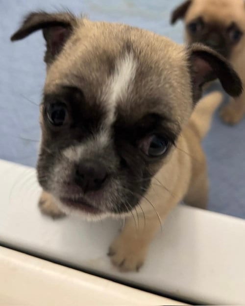Photo of Ella, adoptable Pug in Corona, California