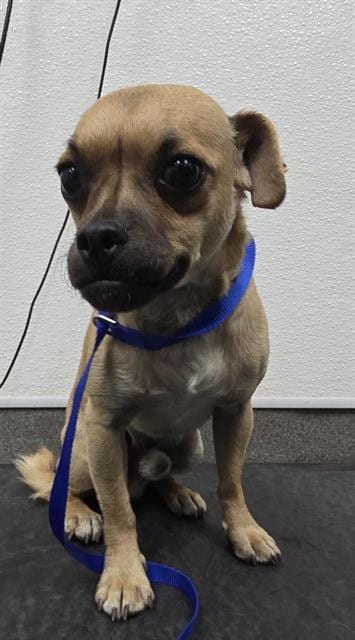 Photo of A128504, adoptable Pug in HESPERIA, California