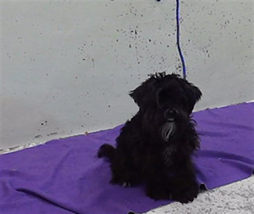 Photo of Jet, adoptable Miniature Schnauzer in Houston, Texas