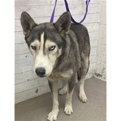 Photo of Tobias, adoptable Husky in San Bernardino, California
