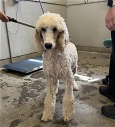 Photo of Opal, adoptable Poodle (Standard) in Camarillo, California