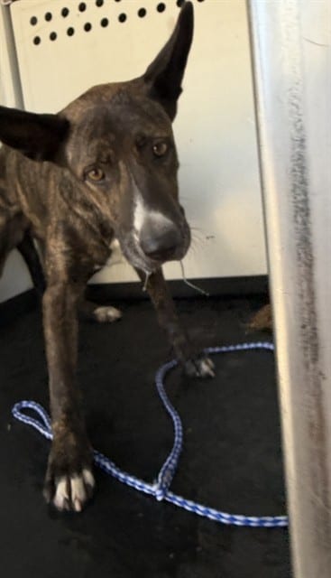Photo of Senior Carolina Dog mix, adoptable Carolina Dog mix in Bakersfield, California