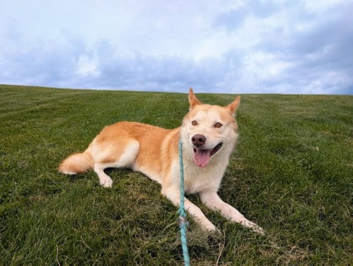 Photo of Ace, adoptable Shepherd in Salt Lake City, Utah