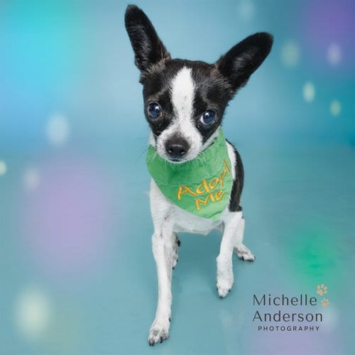 Photo of A165467, adoptable Chihuahua in Corona, California