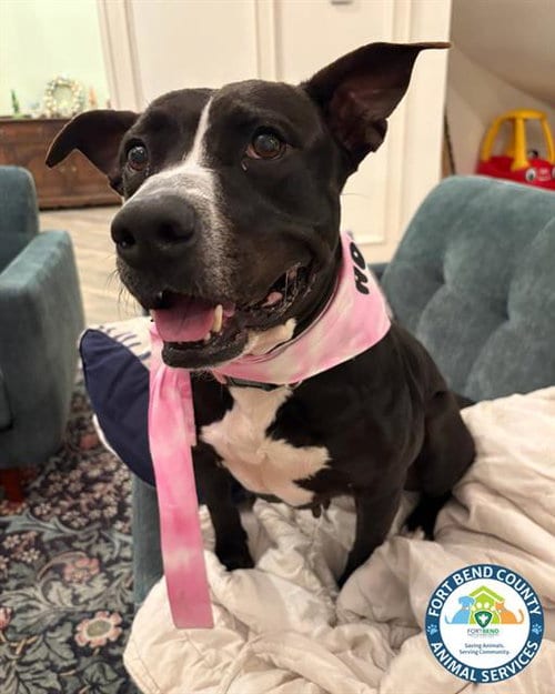 Photo of Lovebug, adoptable Staffordshire Bull Terrier in Rosenberg, Texas
