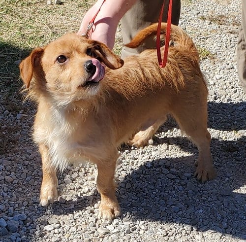 Photo of Cooper, adoptable Dachshund in Mountain View, Missouri