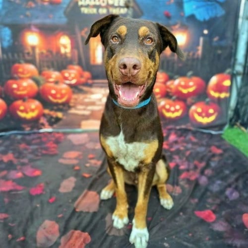 Photo of Mufasa, adoptable Doberman Pinscher in Long Beach, California