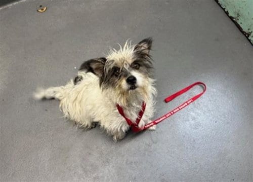 Photo of Chloe, adoptable Terrier in Antioch, California