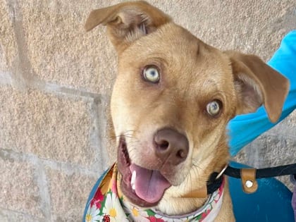 Photo of Gertie, adoptable dog in Georgetown, Texas
