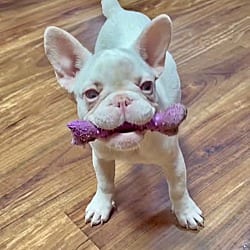 Photo of Kalli/Kaleidoscope, adoptable French Bulldog in Yorkville, Illinois