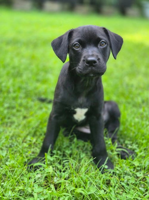 Photo of Queenie, adoptable Labrador Retriever in Springdale, Pennsylvania
