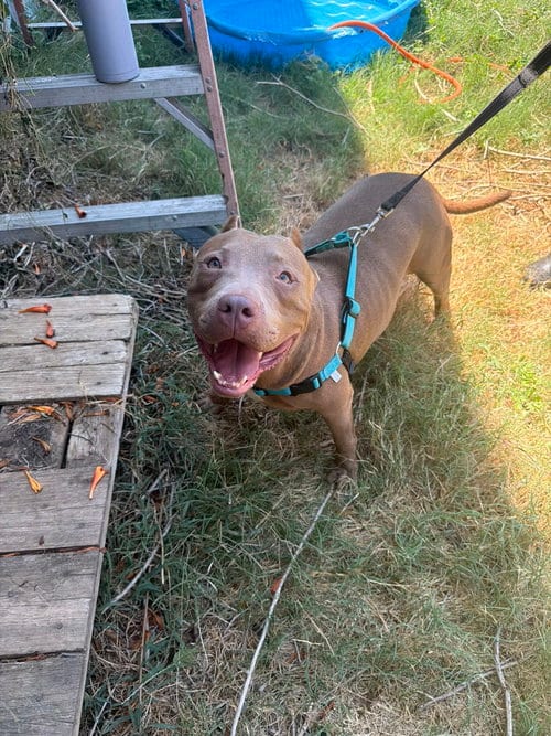 Photo of Mayham, adoptable American Staffordshire Terrier in Jackson, Mississippi