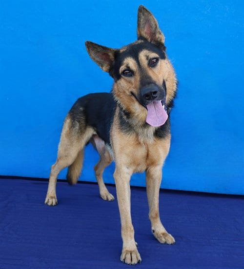 Photo of Blackie, adoptable German Shepherd Dog in Baldwin Park, California