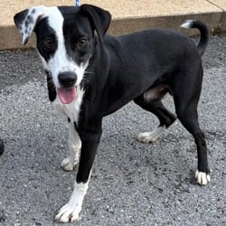 Photo of Joe Jonas, adoptable Mutt in Ringgold, Georgia