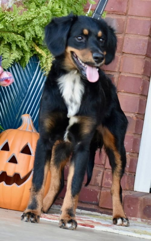 Photo of Bailey Girl, adoptable Australian Shepherd in Sussex, New Jersey