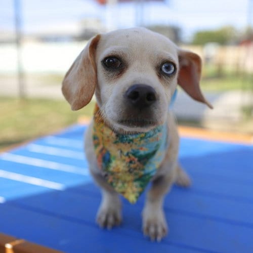 Photo of Mino, adoptable Terrier in San Antonio, Texas