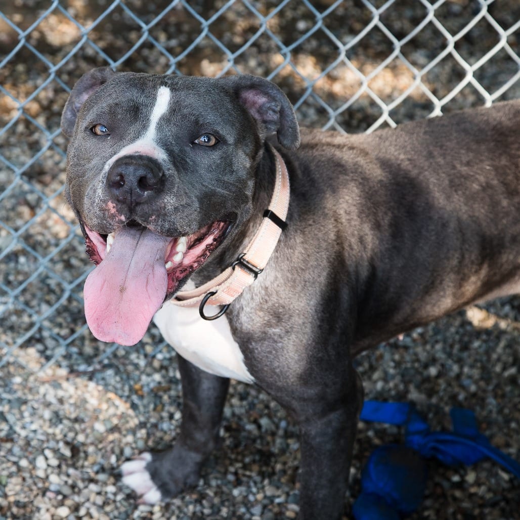 Photo of Bowie, adoptable Mixed Breed (Large) in West Olive, Michigan