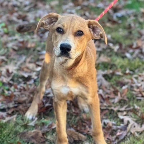 Photo of Sally, adoptable Catahoula Leopard Dog in Yardley, Pennsylvania