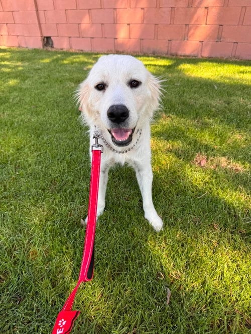 Photo of Lucille, adoptable Golden Retriever in San Diego, California