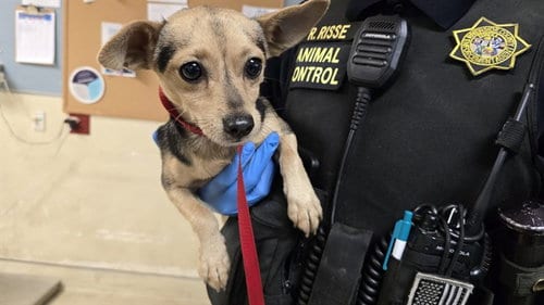 Photo of Poncho, adoptable Chihuahua in Riverside, California