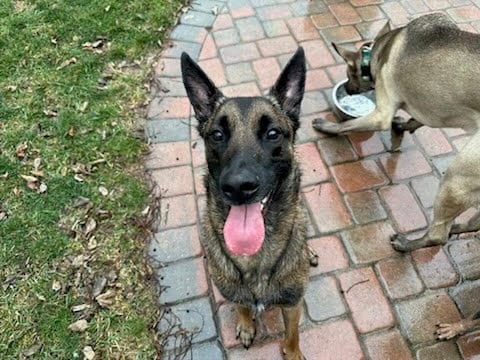 Photo of Copper, adoptable Belgian Shepherd Malinois in San Diego, California