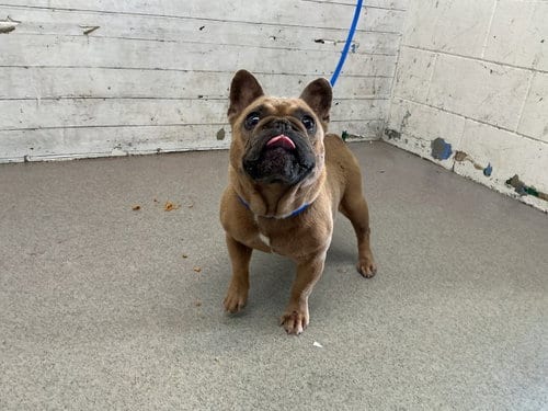 Photo of Tahlia, adoptable French Bulldog in San Bernardino, California