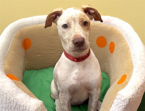 Photo of Bullseye, adoptable Pointer in Ft Lauderdale, Florida