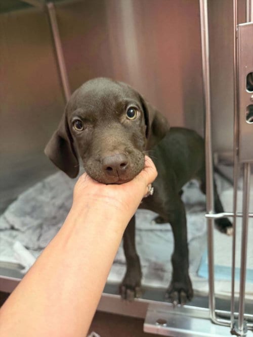 Photo of Mars, adoptable Labrador Retriever in Houston, Texas