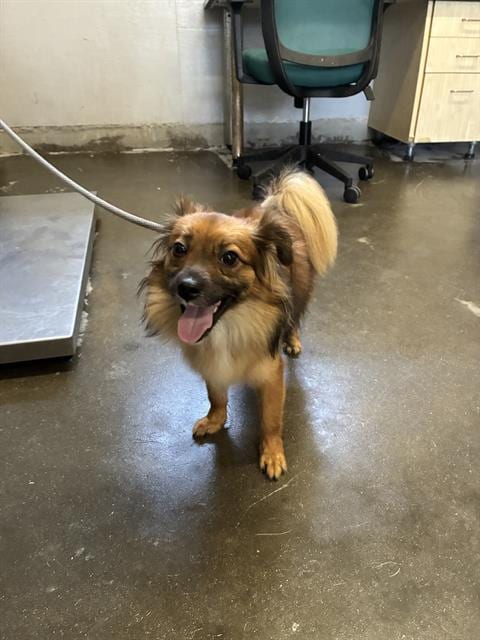 Photo of A887570, adoptable Chihuahua in Camarillo, California