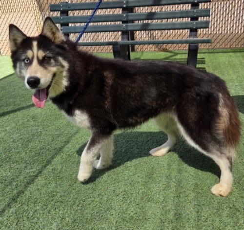 Photo of Anastasia, adoptable Siberian Husky in Norco, California