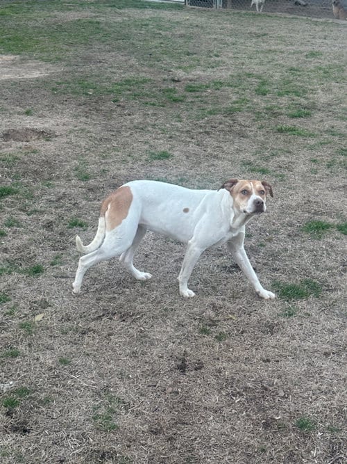 Photo of Posey, adoptable Hound in Eastman, Georgia