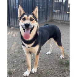 Photo of Tortilla, adoptable Shepherd (Unknown Type) in Jurupa Valley, California