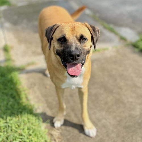 Photo of Goliath, adoptable Mastiff in Houston, Texas