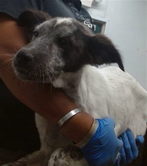Photo of Pauly, adoptable Pit Bull Terrier in San Bernardino, California