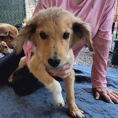 Photo of Moose, adoptable Mixed Breed (Medium)