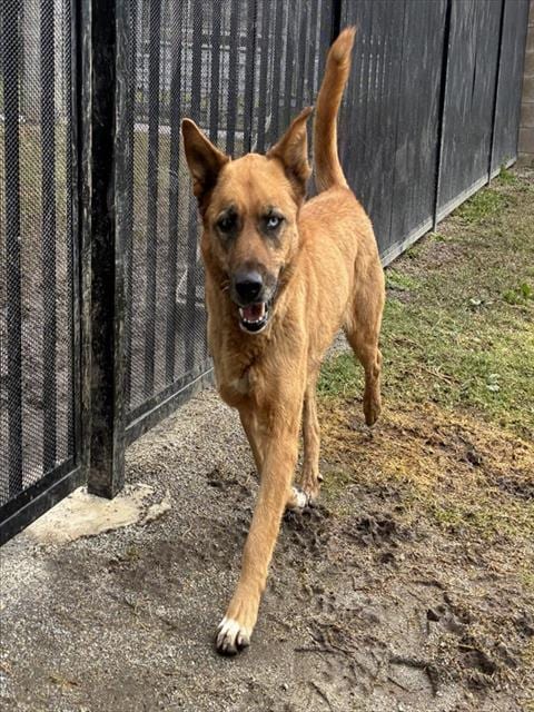 Photo of Luna Moon, adoptable German Shepherd Dog in Riverside, California