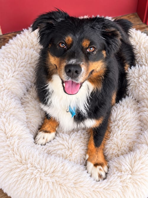 Photo of Jack, adoptable Australian Shepherd in Nashville, Tennessee