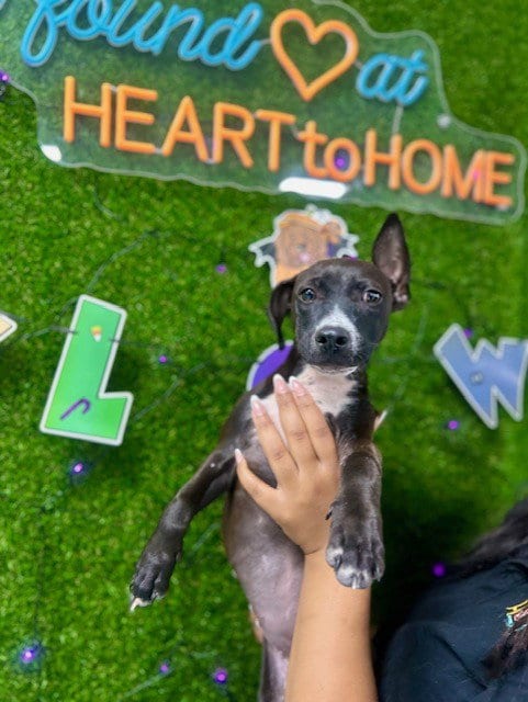 Photo of Sammie, adoptable American Pit Bull Terrier in Temple, Texas