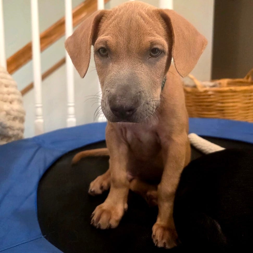 Photo of Kilimanjaro, adoptable Terrier, American Pit Bull / Mixed Breed (Medium) in Buffalo, Minnesota