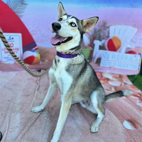 Photo of Gypsy, adoptable Siberian Husky in Long Beach, California