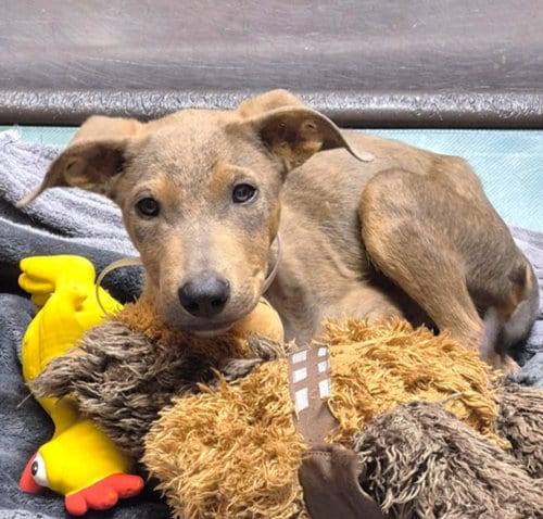 Photo of Shai, adoptable Staffordshire Bull Terrier in Houston, Texas