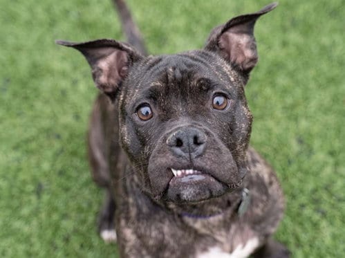 Photo of Rusty, adoptable Boxer in Denver, Colorado