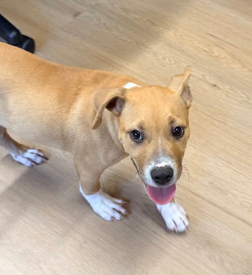 Photo of Keylime Colada, adoptable Boxer in Raleigh, North Carolina