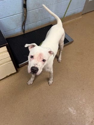 Photo of Mussel, adoptable dog in Chamblee, Georgia