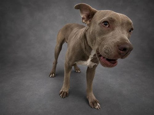 Photo of A1282097, adoptable Weimaraner in Winter Haven, Florida